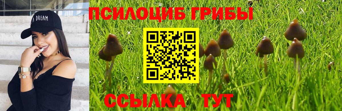 Псилоцибиновые грибы Cubensis Новокубанск